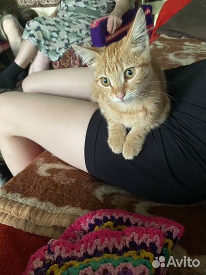 Отдам котенка