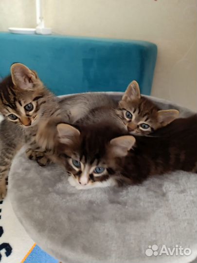 Кошка в дар бесплатно