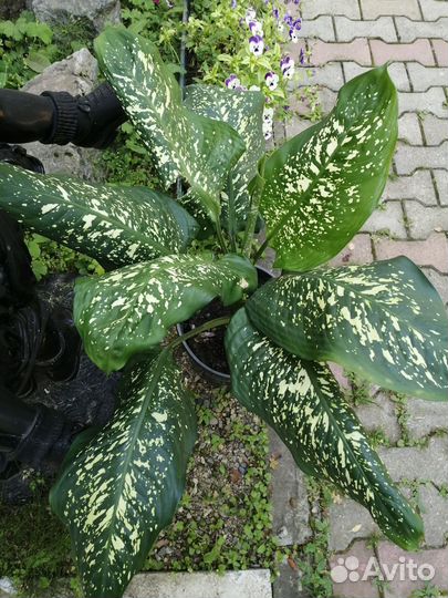 Диффенбахия