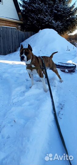 Вязка,амстафф