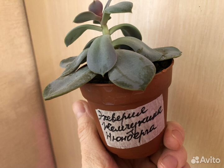 Суккуленты