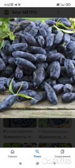 Свежая ягода жимолости