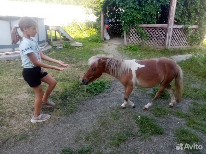 Пони аппалуза