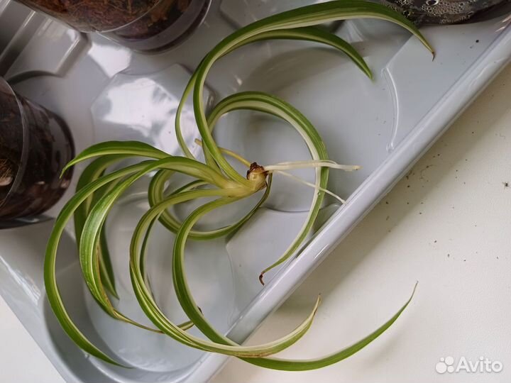 Комнатные цветы