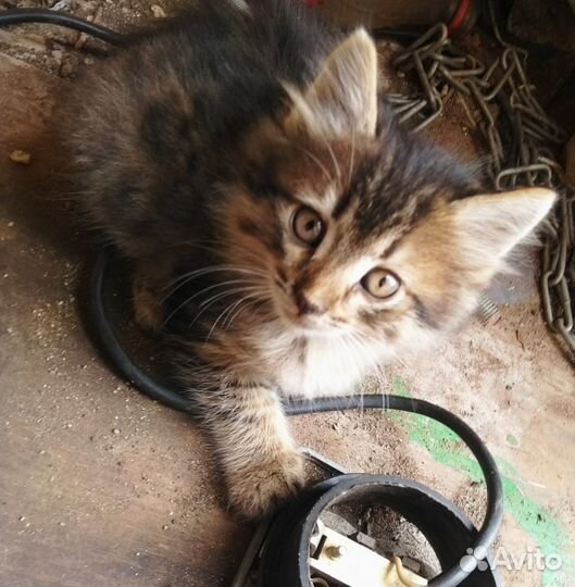 Котенок в дар бесплатно