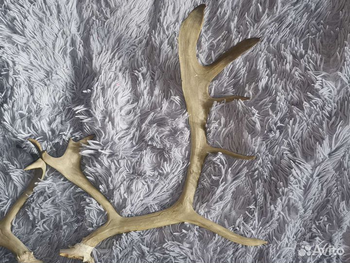 Рога оленя