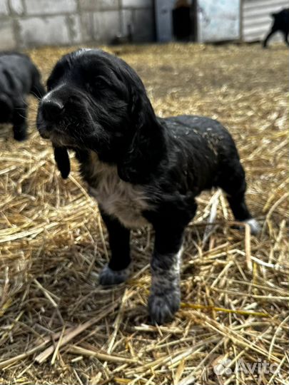 Русский спаниель