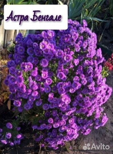 Многолетние растения для сада