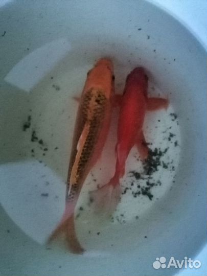 Аквариумные рыбы большие