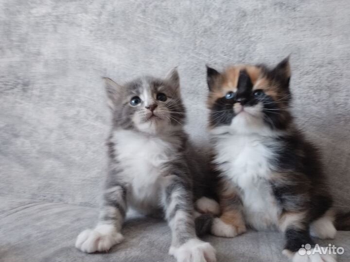 Котята мейн-кун