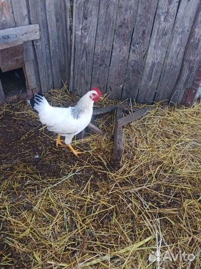 Петух Адлерская серебристая