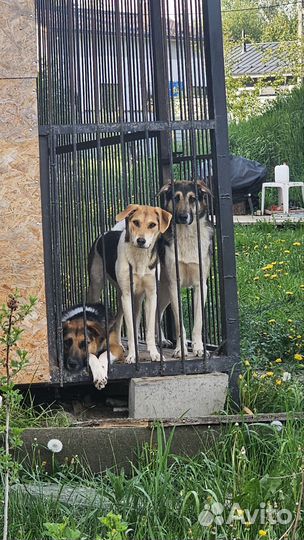 Собачки из приюта ищут дом