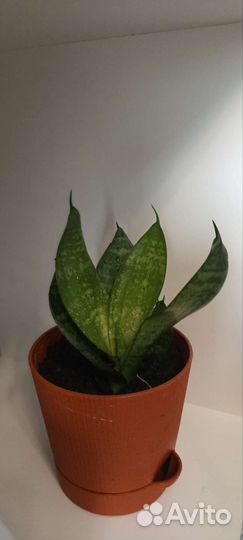 Сансевиерия