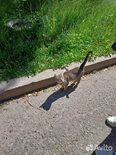 Добрый, ласковый котик ищет дом