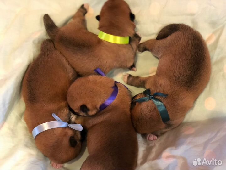 Щенки сиба ину РКФ