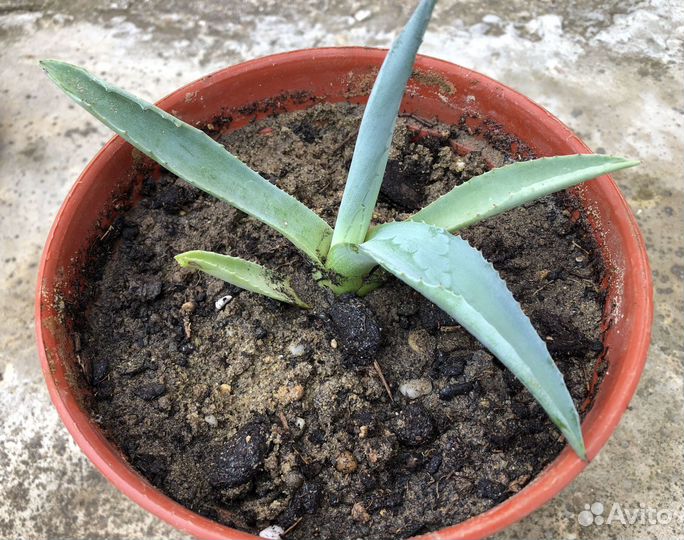 Агава голубая