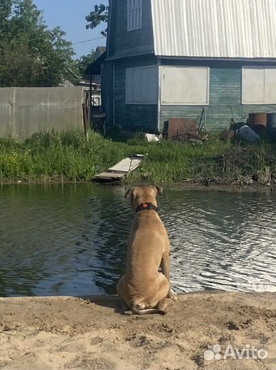 Питбуль вязка
