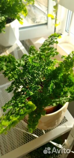 Папоротник адиантум венерин волос