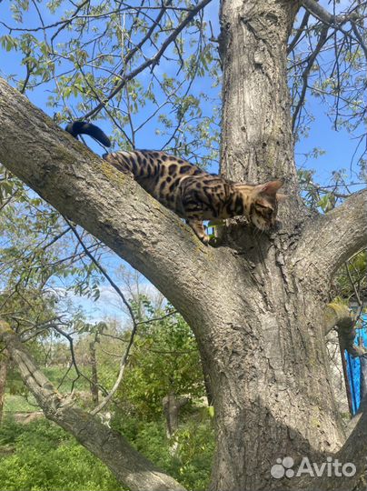 Бенгальский кот вязка