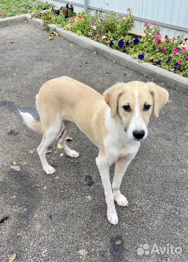 Метис гончей