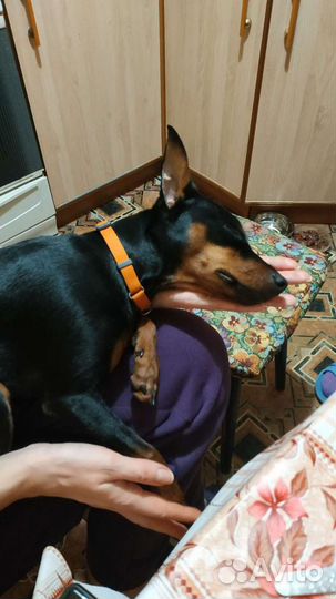 Вязка цвергпинчер