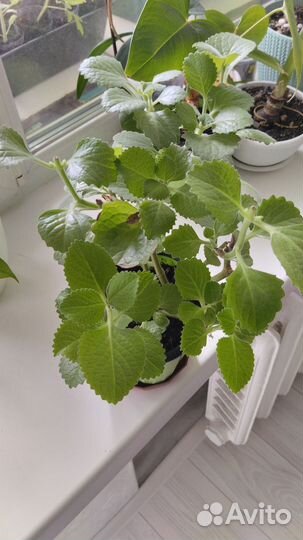 Мята комнатная