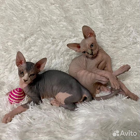 Канадский сфинкс котенок