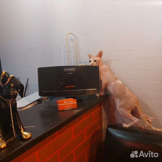 Грумер в салон