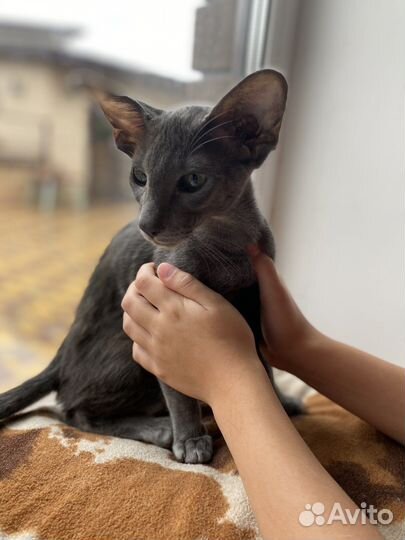 Ориентальная