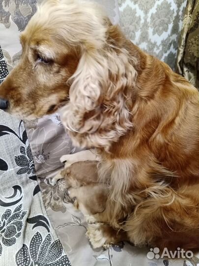 Кокер спаниель