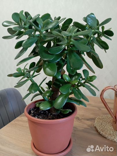 Толстянка денежное дерево