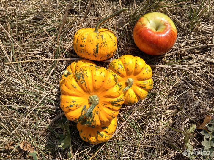 Тыква, разные сорта, семена