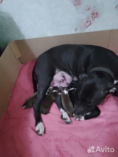 Щенки питбуля