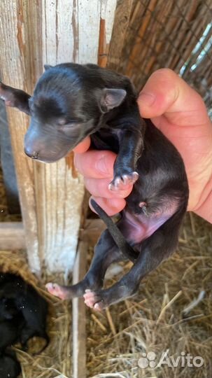 Щенки грейхаунд