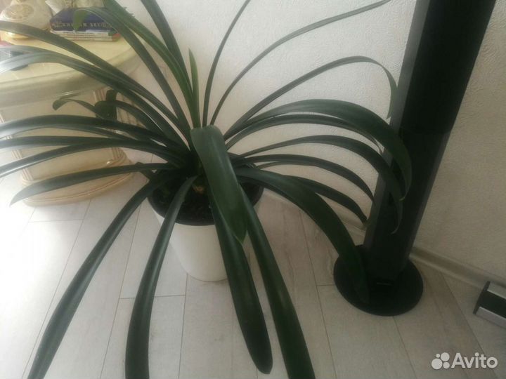 Кливия Киноварная