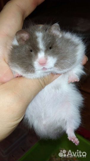 Сирийские хомяки ручные молодые питомник