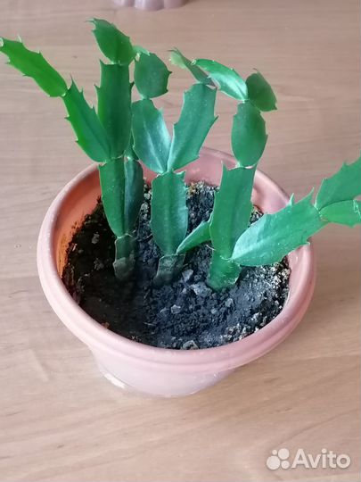 Декабрист шлюмбергера