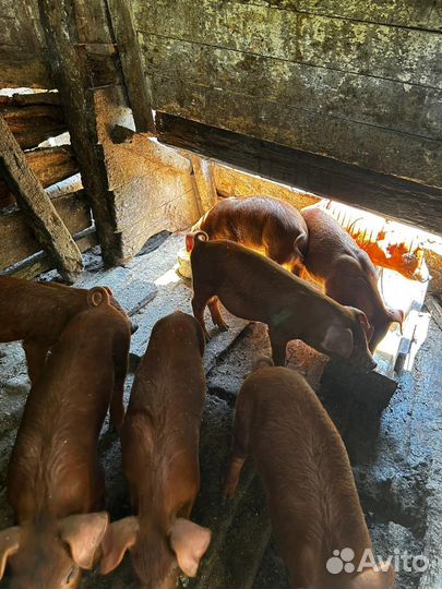 Поросята дюрок