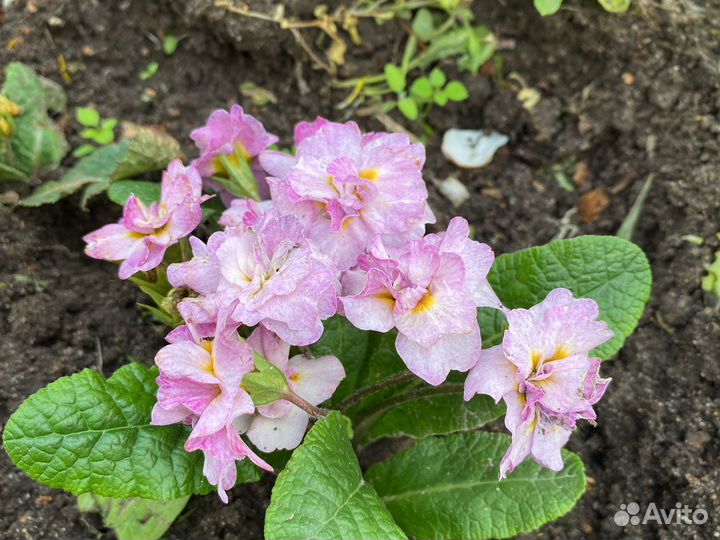 Примула балерина