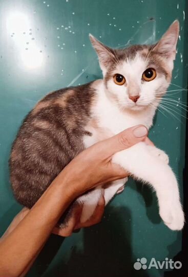 Очень ласковая кошечка около года