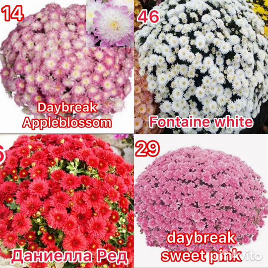 Хризантемы мультифлора