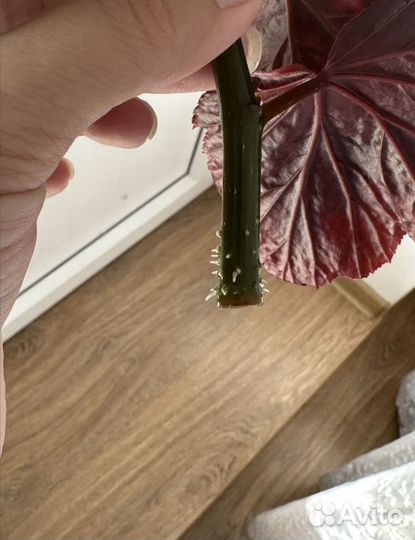 Отдам бесплатно бегонию