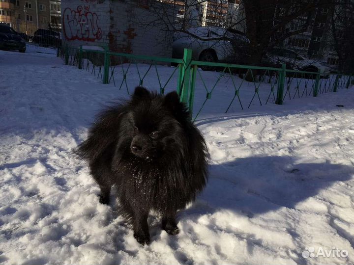 Вязка шпиц