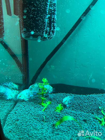 Рыбка сапфировый попугай (Голубая панда)