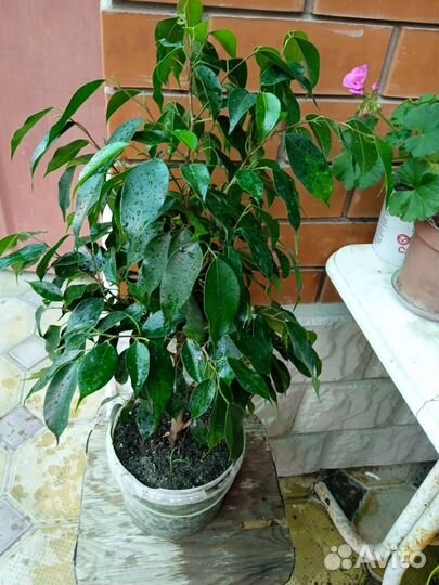 Продаю фикусы