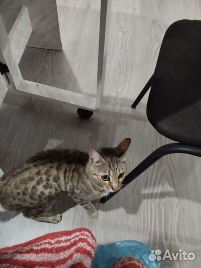 Кошка в дар бесплатно