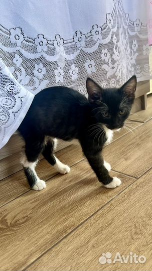 Котята в дар бесплатно