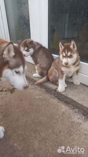 Щенки хаски