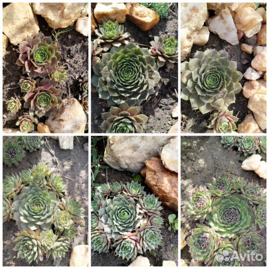 Сортовые молодила и очитки