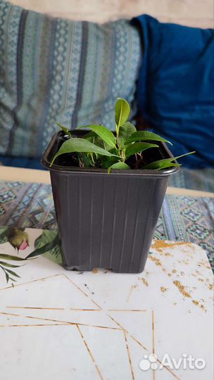 Фикус, монстера